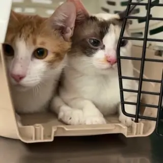 Bích Phương (Quận Tân Bình)