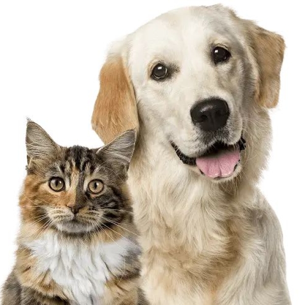 benh-vien-thu-y-tan-binh-dia-chi-kham-chua-thu-cung-uy-tin-tan-tam