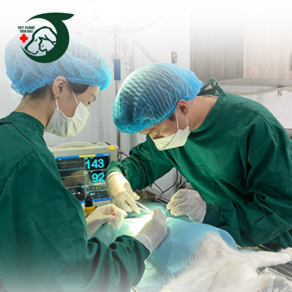 tat-tan-tat-benh-giam-bach-cau-fpv-tren-meo-trieu-chung-dieu-tri-phong-ngua