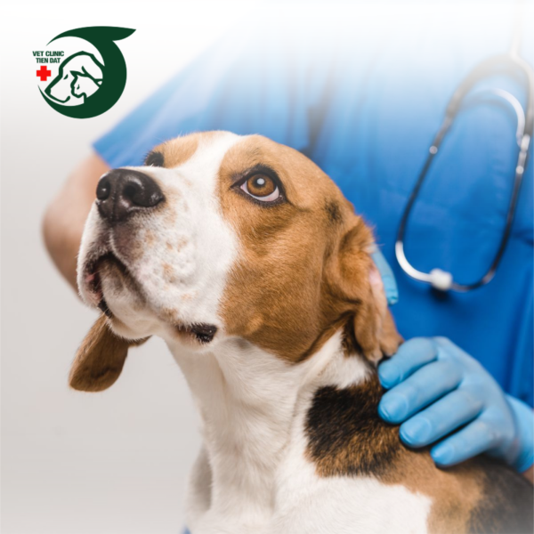 kham-thu-cung-ngoai-gio-tan-binh-benh-vien-thu-y-pet-joy-cap-cuu-2424-cho-moi-truong-hop-khan-cap