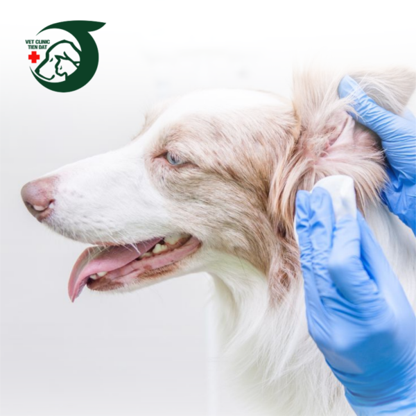 co-so-vat-chat-benh-vien-thu-y-pet-joy-thiet-bi-nhap-khau-my