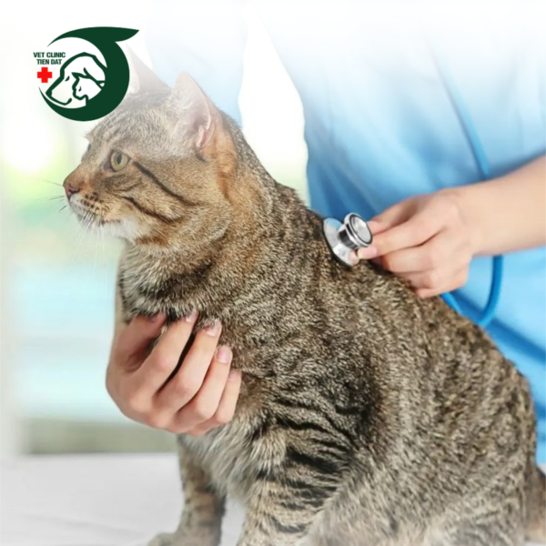 cham-soc-cho-meo-tieu-chuan-jci-vi-sao-pet-joy-khac-biet