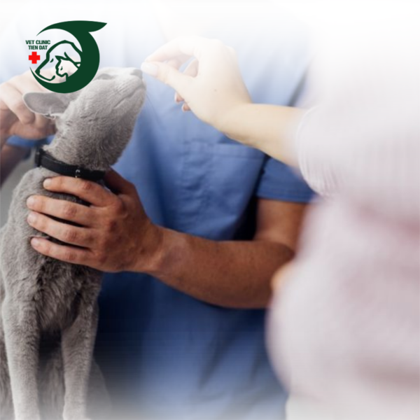 doi-ngu-bac-si-thu-y-pet-joy-chuyen-mon-cao-tan-tam-247