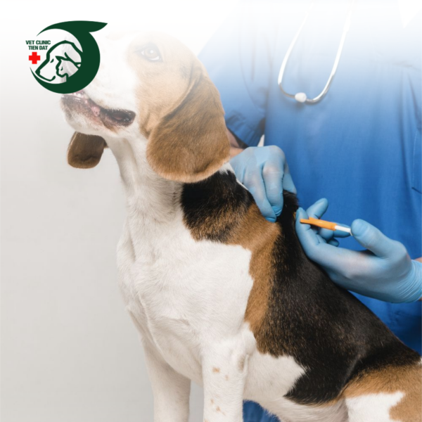 dich-vu-kham-chua-benh-thu-y-tai-nha-tphcm-tien-loi-an-toan