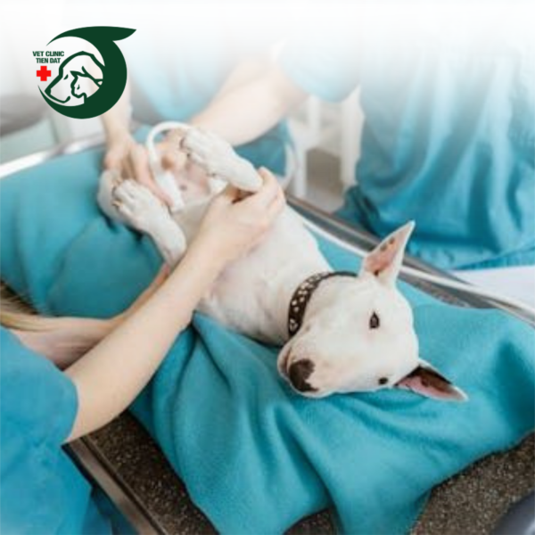 luu-chuong-cham-soc-dac-biet-cho-meo-theo-doi-247-tai-pet-joy