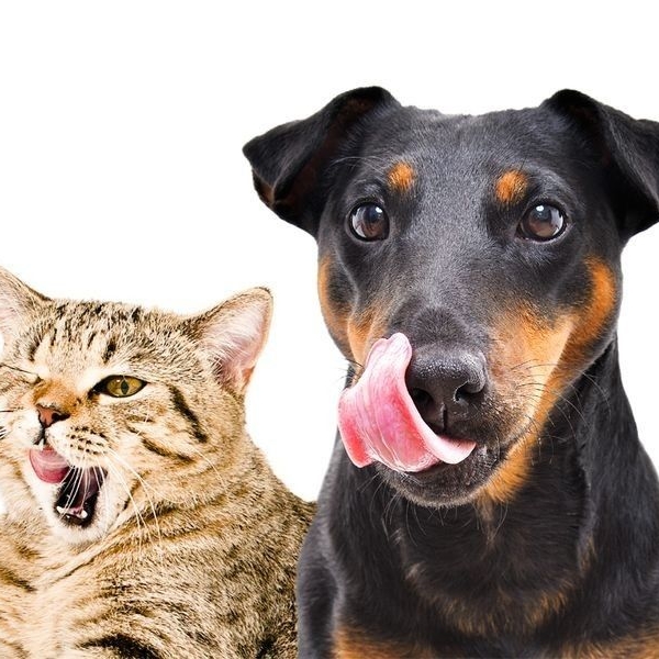 phong-kham-thu-y-quan-5-dia-chi-uy-tin-tu-van-phong-benh-toan-dien-cho-thu-cung