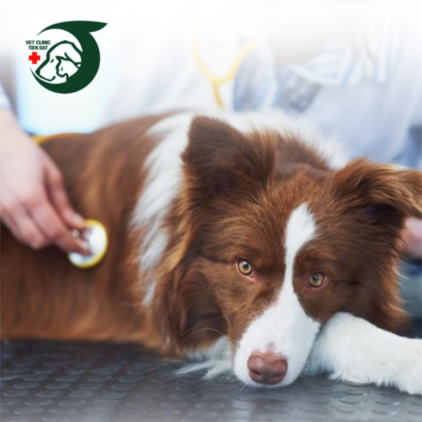 tu-van-suc-khoe-thu-cung-online-mien-phi-tu-bac-si-pet-joy