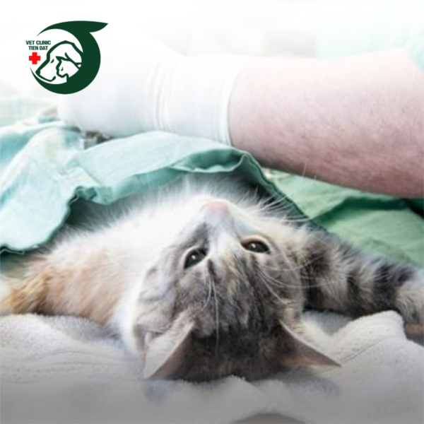 meo-bao-nhieu-thang-tuoi-thi-triet-san-duoc