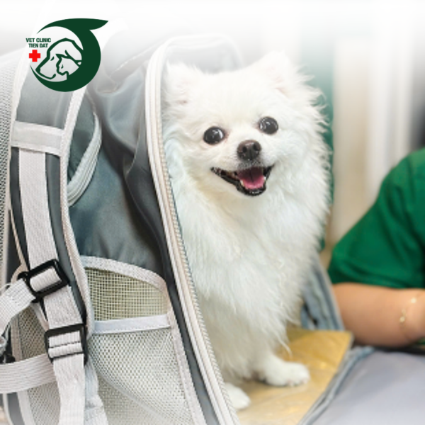 spa-grooming-cho-meo-tan-binh-cham-soc-thu-cung-chuyen-nghiep-an-toan-hien-dai