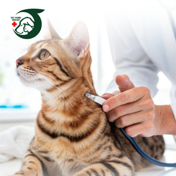 cay-chip-dinh-danh-cho-cho-meo-giai-phap-quan-ly-thu-cung-hien-dai