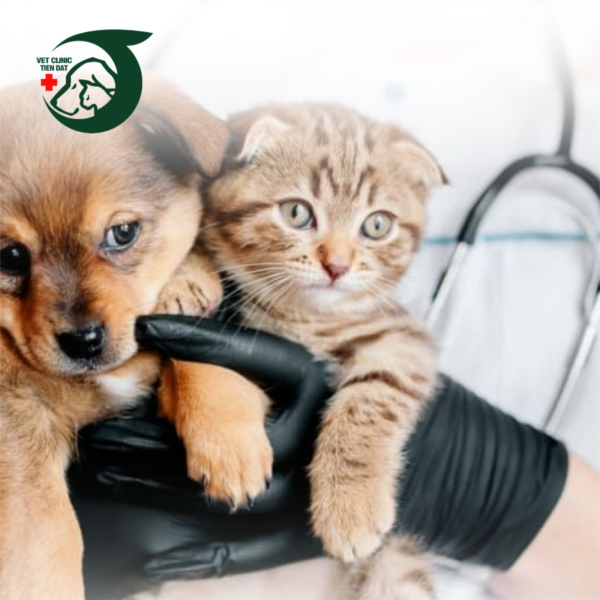 dich-vu-spa-grooming-cho-meo-chuyen-nghiep-an-toan-tuyet-doi