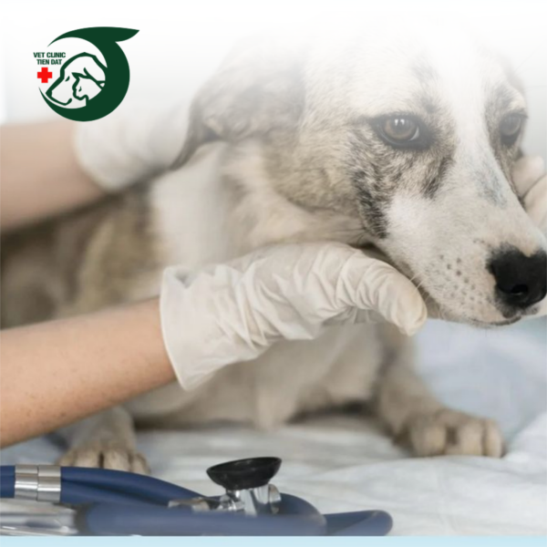 cham-soc-thu-cung-mua-dich-benh-5-buoc-vang-bao-ve-suc-khoe-toan-dien