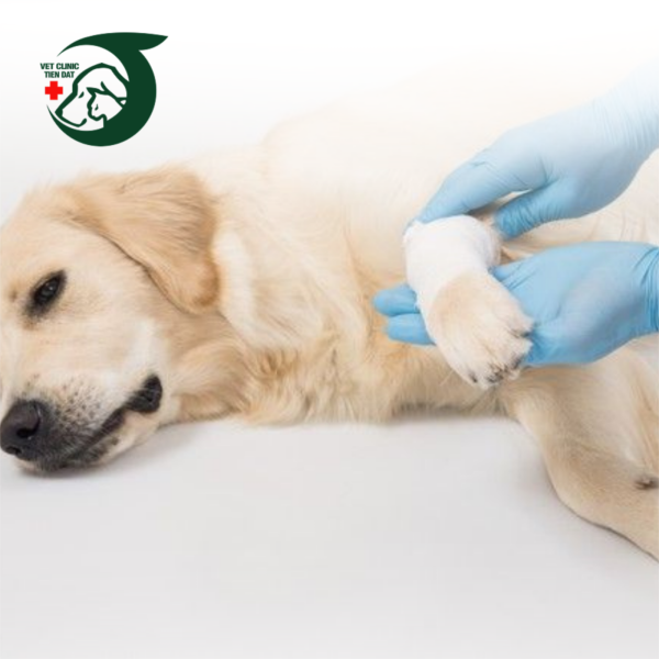 hotline-cap-cuu-pet-joy-247