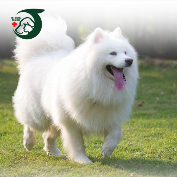 tai-sao-benh-vien-pet-joy-la-lua-chon-tot-nhat-cho-thu-cung-cua-ban-tai-tphcm