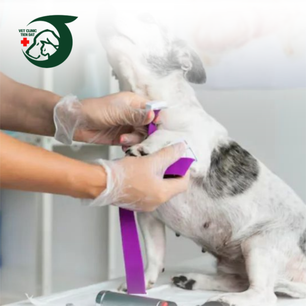 cap-cuu-thu-y-2424-tphcm-dia-chi-uy-tin-247-petjoy-ban-can-luu-ngay