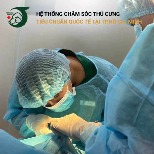 so-dien-thoai-cuu-ho-cho-meo-sai-gon-247-danh-sach-can-thiet-cho-moi-chu-nuoi