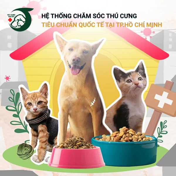 cuu-ho-dong-vat-tphcm-hanh-trinh-hoi-sinh-nhung-manh-doi-bon-chan