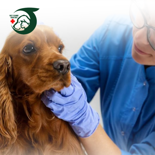 bac-si-thu-y-gioi-tan-binh-pet-joy-cap-cuu-2424