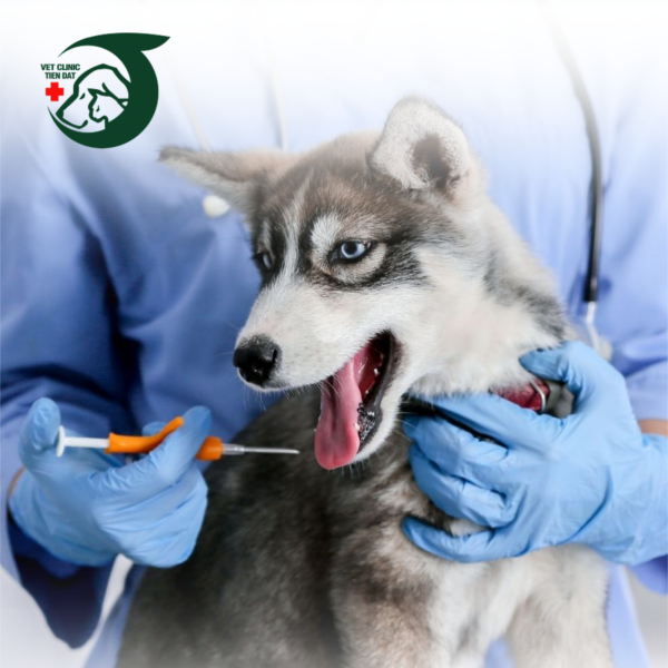 phau-thuat-phuc-tap-cho-meo-cong-nghe-tien-tien-giup-tang-ty-le-thanh-cong-tai-petjoy