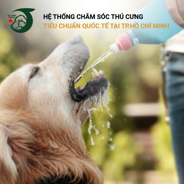 dau-hieu-thu-cung-bi-soc-nhiet-va-cach-so-cuu-khan-cap
