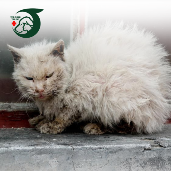 tat-tan-tat-ve-benh-giam-bach-cau-fpv-tren-meo