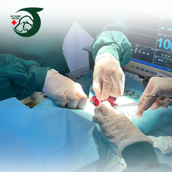 meo-bao-nhieu-thang-tuoi-thi-triet-san-duoc