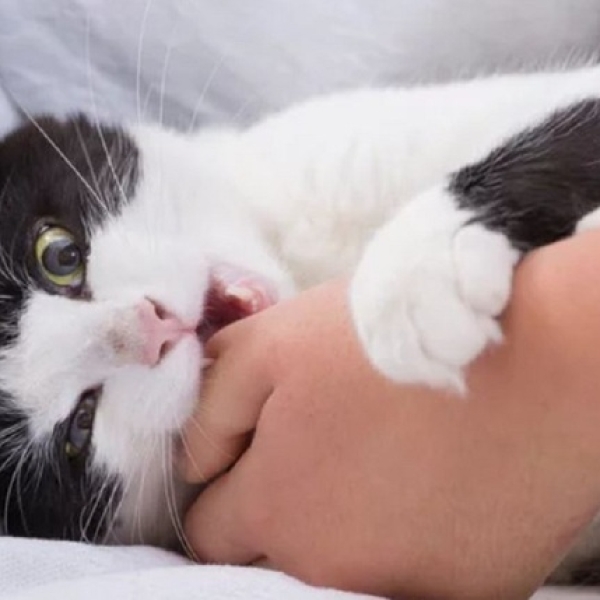 tai-sao-meo-hay-can-chu-5-ly-do-bat-ngo-va-cach-tri-dut-diem