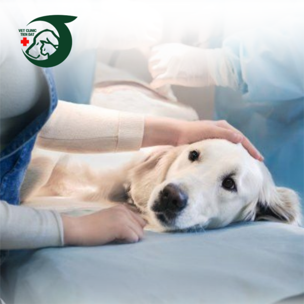 kham-chua-benh-truyen-nhiem-cho-cac-benh-thuong-gap-phac-do-dieu-tri-tai-petjoy