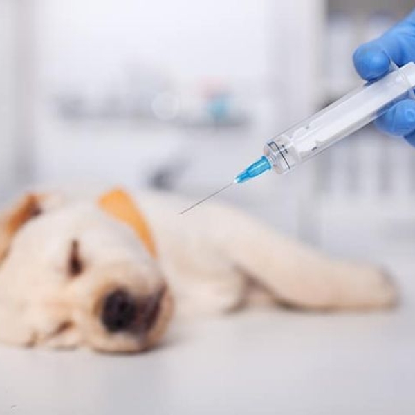 tiem-phong-cho-meo-giai-phap-bao-ve-suc-khoe-toan-dien-cho-thu-cung