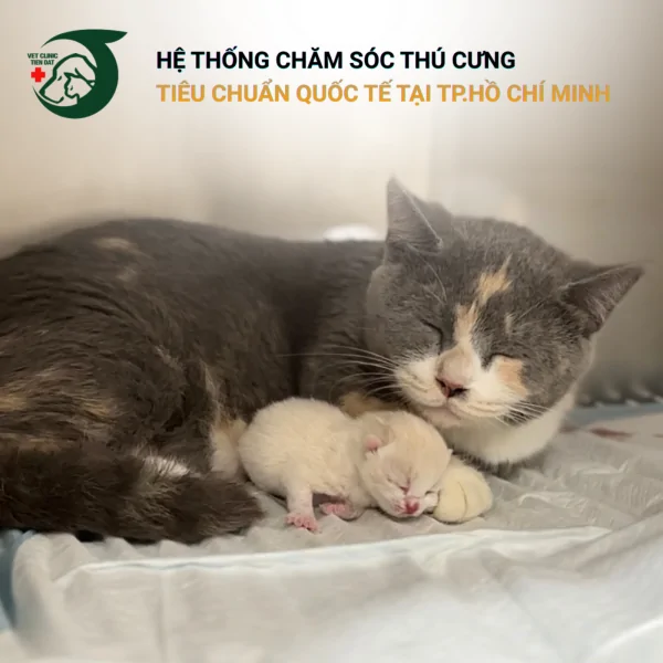 cam-nang-nuoi-meo-cho-nguoi-moi-bat-dau