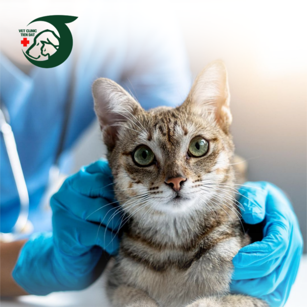 triet-san-cho-meo-an-toan-loi-ich-quy-trinh-triet-san-chuyen-nghiep-tai-petjoy