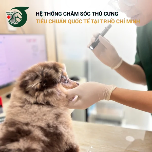 dich-vu-cham-soc-giam-nhe-palliative-care-cho-thu-cung-tai-tphcm