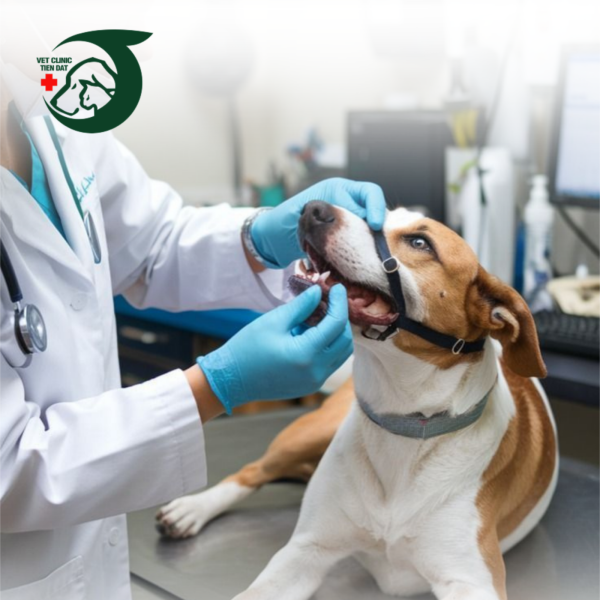 dich-vu-nha-khoa-thu-y-cham-soc-rang-mieng-lay-cao-rang-cho-cho-meo