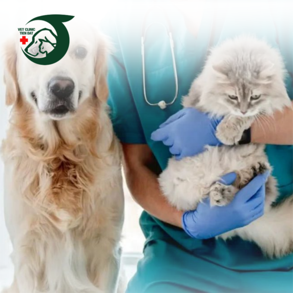 luu-chuong-dieu-tri-cho-meo-tphcm-co-so-vat-chat-cham-soc-hau-phau-chuyen-nghiep-tai-pet-joy