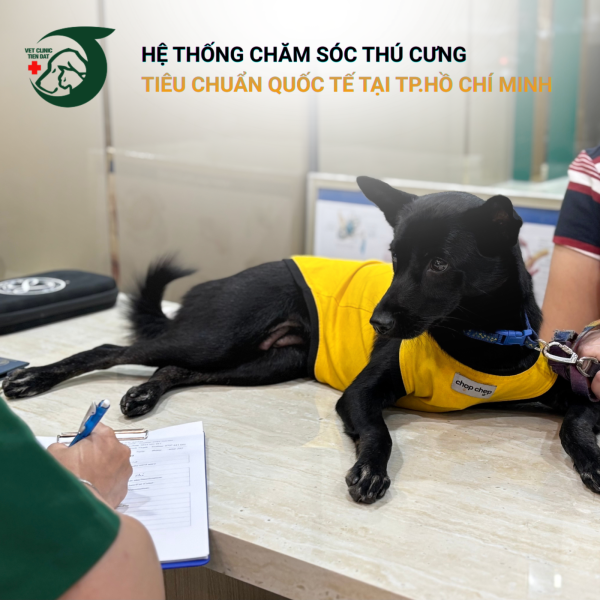 goi-kham-suc-khoe-tong-quat-cho-thu-cung-gia-tai-tan-binh