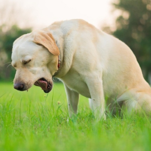 cho-bi-non-bo-an-nguyen-nhan-cach-xu-ly-khi-nao-can-gap-bac-si