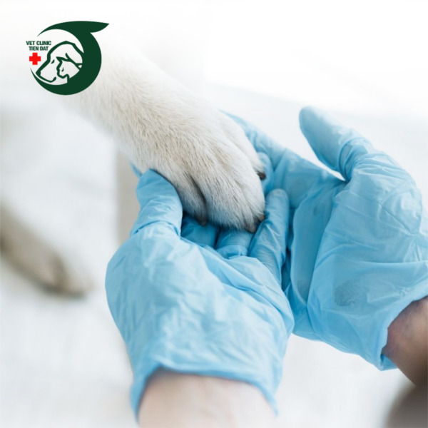 kham-dieu-tri-benh-cho-meo-cac-trieu-chung-thuong-gap-va-khi-nao-can-den-benh-vien