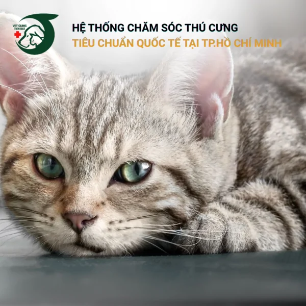 cach-giam-stress-cho-meo-khi-chuyen-nha-moi
