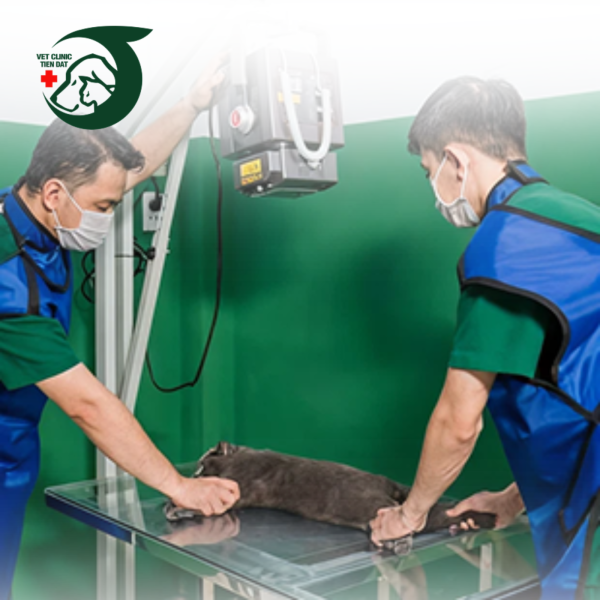 kham-thu-cung-ngoai-gio-tan-binh-benh-vien-thu-y-pet-joy-cap-cuu-2424-cho-moi-truong-hop-khan-cap