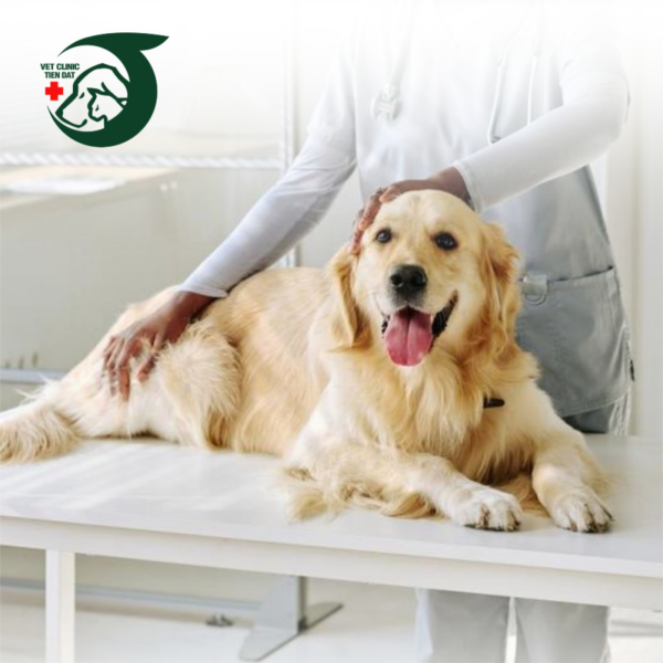 kham-va-dieu-tri-ky-sinh-trung-mau-cho-thu-cung-dau-hieu-va-phuong-phap-hieu-qua