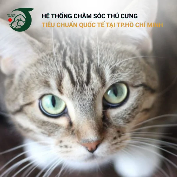 tai-sao-meo-hay-nhin-vao-hu-khong-va-keu-gao