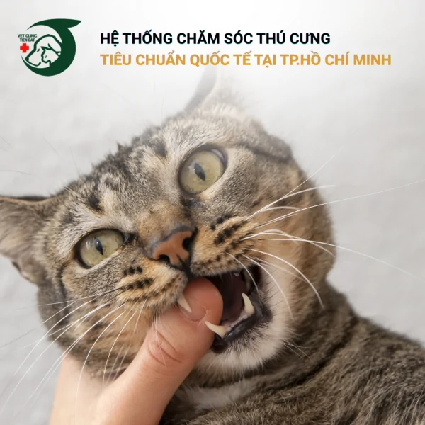 tai-sao-meo-hay-can-chu-5-ly-do-bat-ngo-va-cach-tri-dut-diem