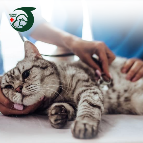 cham-soc-thu-cung-sau-phau-thuat-loi-khuyen-quan-trong-cho-chu-nuoi