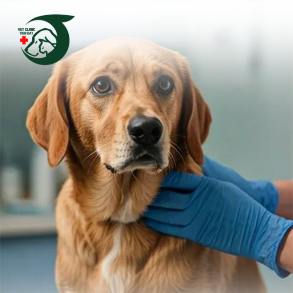 thu-y-uy-tin-tai-binh-thanh-vi-sao-pet-joy-duoc-khach-hang-tin-chon