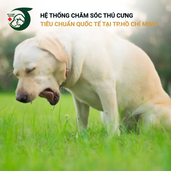 cho-bi-non-bo-an-nguyen-nhan-cach-xu-ly-khi-nao-can-gap-bac-si