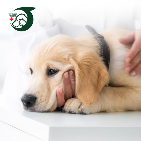 benh-vien-thu-y-gan-quan-1-dia-chi-kham-chua-cham-soc-thu-cung-uy-tin-chuyen-nghiep-tai-trung-tam-tphcm