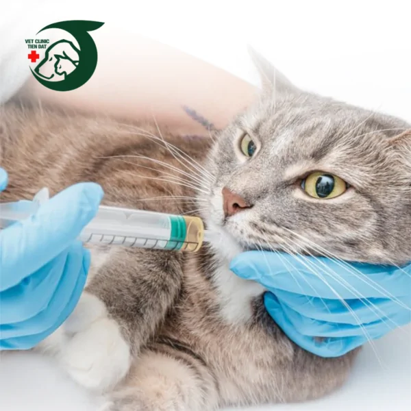 lich-tiem-vaccine-cho-cho-meo-tphcm-va-cac-loai-vaccine-can-thiet