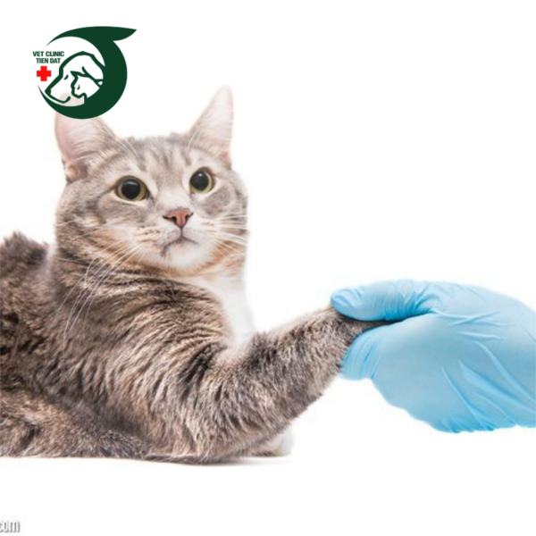 goi-kham-suc-khoe-dinh-ky-cho-thu-cung-uu-dai-hap-dan-tai-tphcm