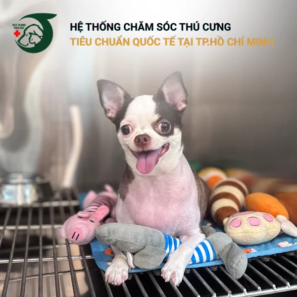 kham-cho-meo-tphcm