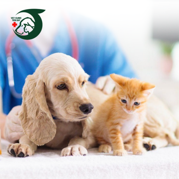 so-suc-khoe-dien-tu-thu-cung-loi-ich-khi-theo-doi-ho-so-online